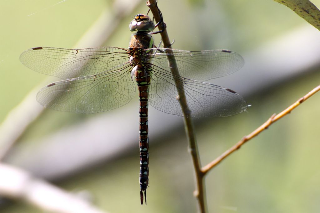 Aeshna juncea femmina? No, Aeshna mixta.